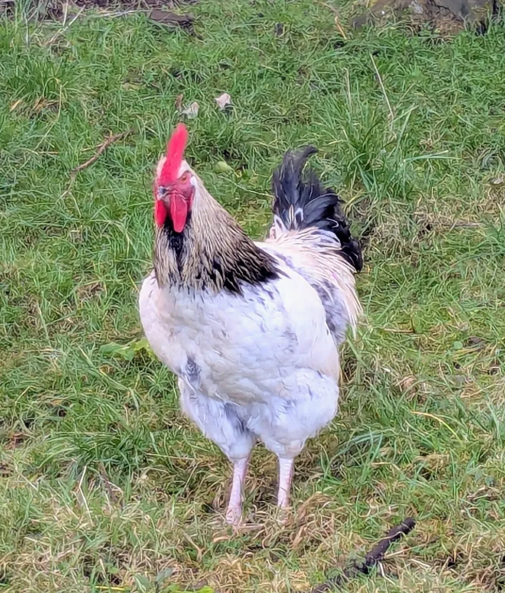 Rooster - Image 4