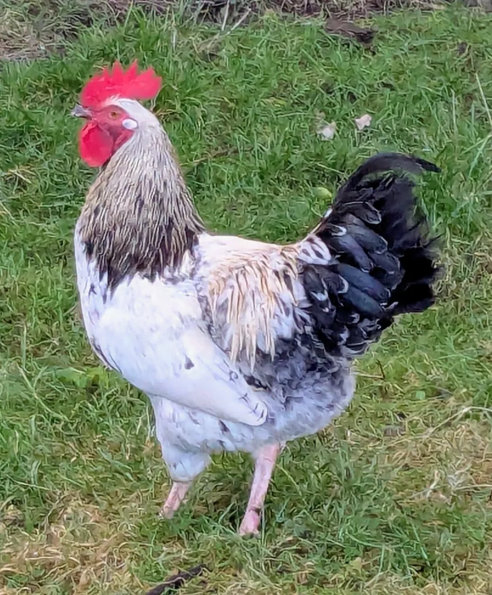 Rooster - Image 1