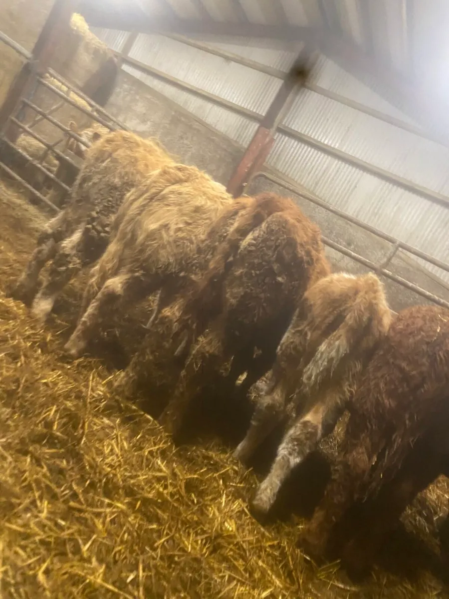 ⭐️ 10 smashing weanling heifers ⭐️ - Image 1