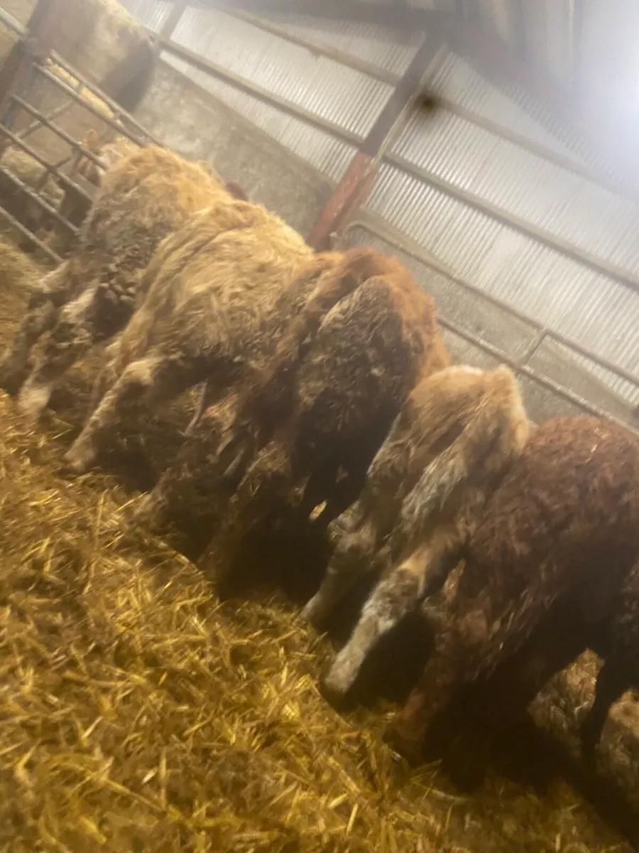 ⭐️ 10 smashing weanling heifers ⭐️ - Image 2