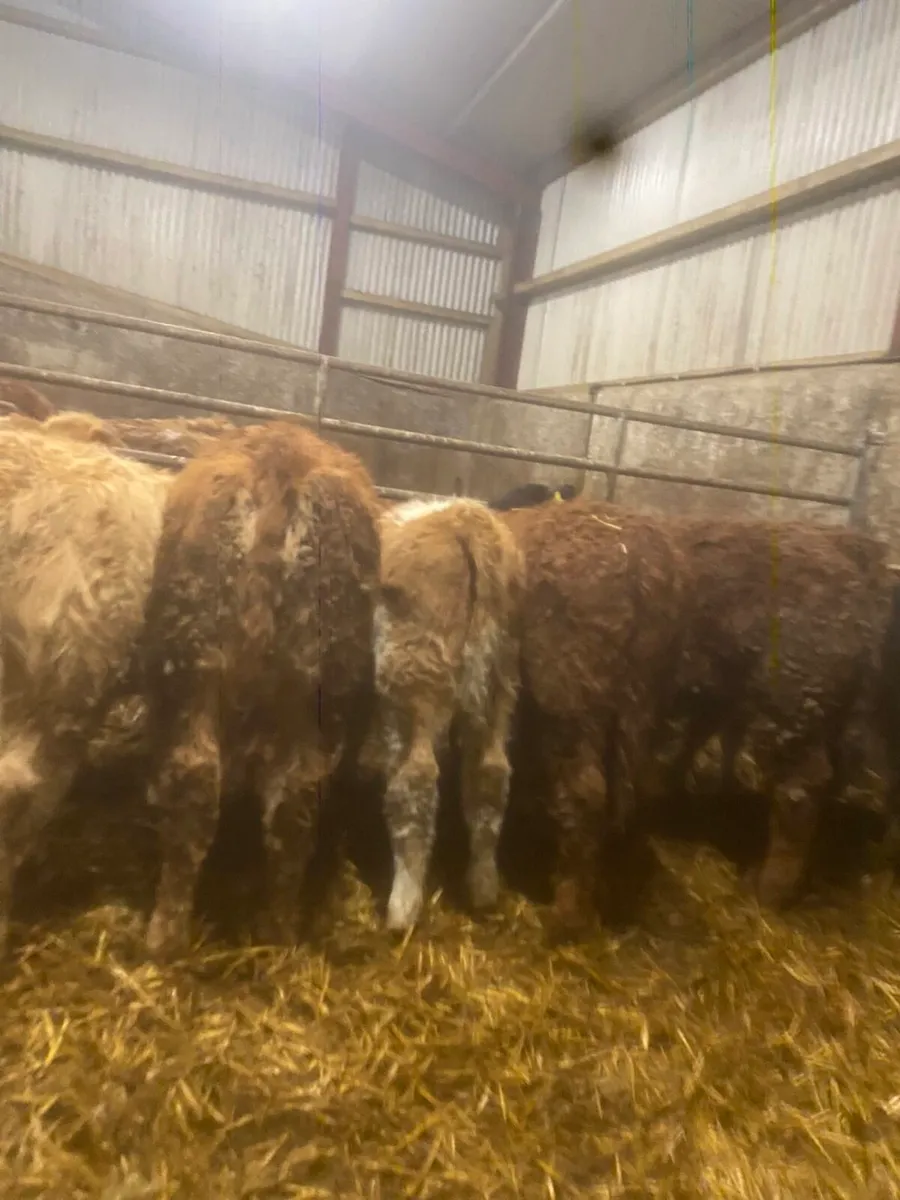 ⭐️ 10 smashing weanling heifers ⭐️ - Image 3