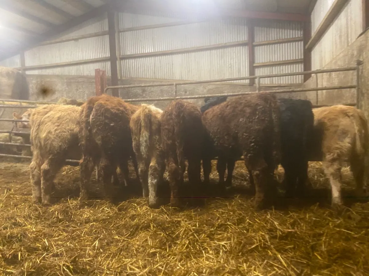 ⭐️ 10 smashing weanling heifers ⭐️ - Image 4