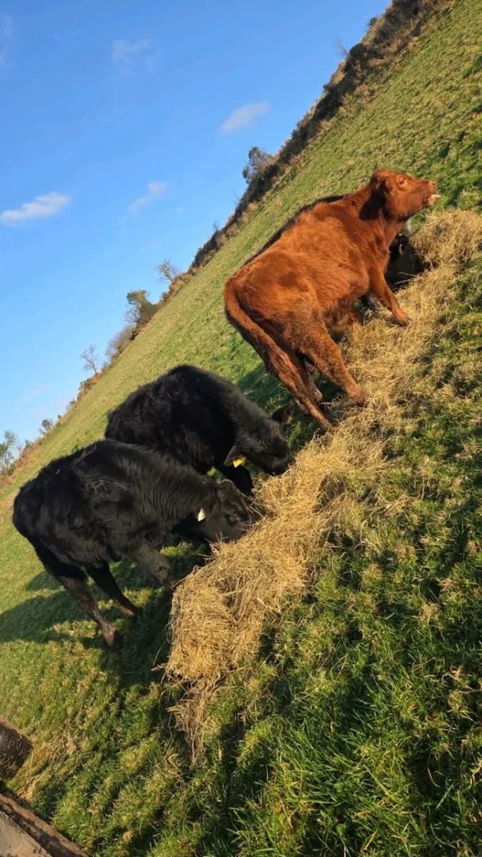 Weanling Bulls - Image 2