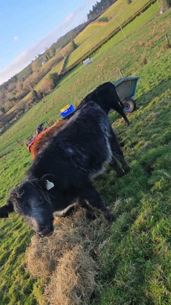 Weanling Bulls - Image 3