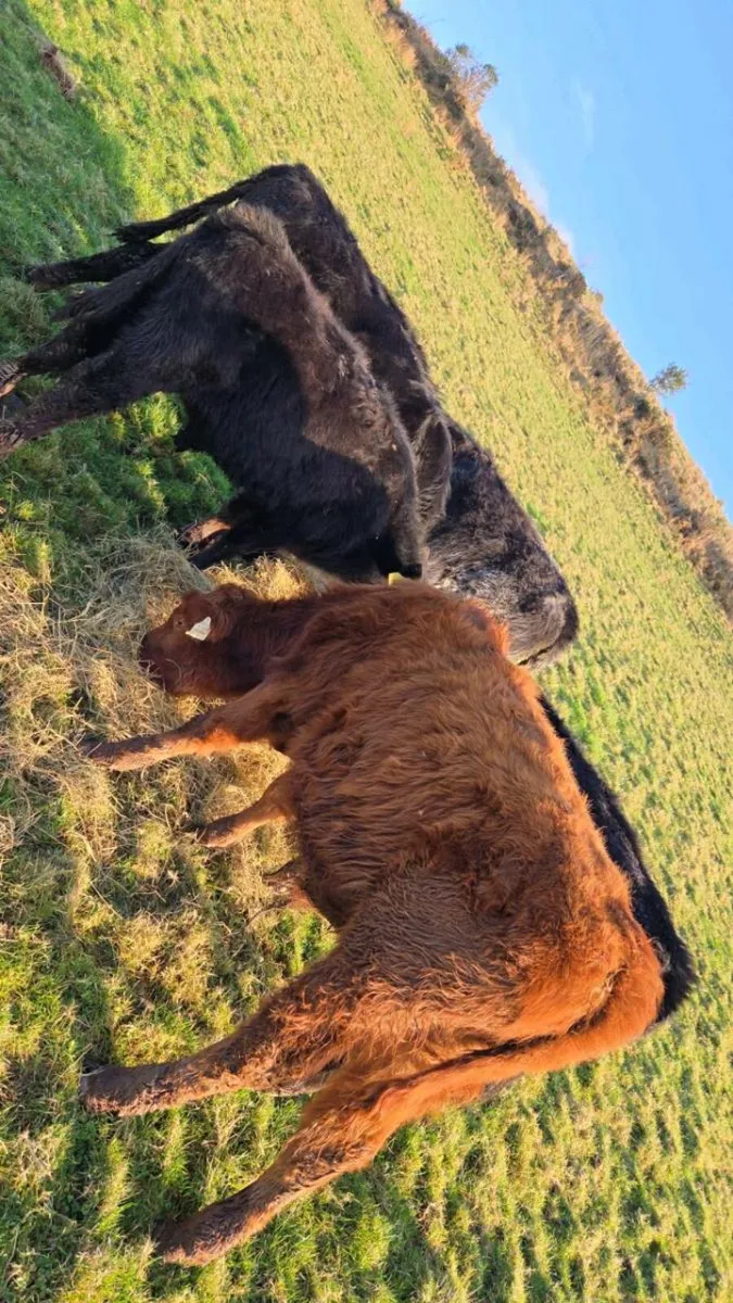 Weanling Bulls - Image 4