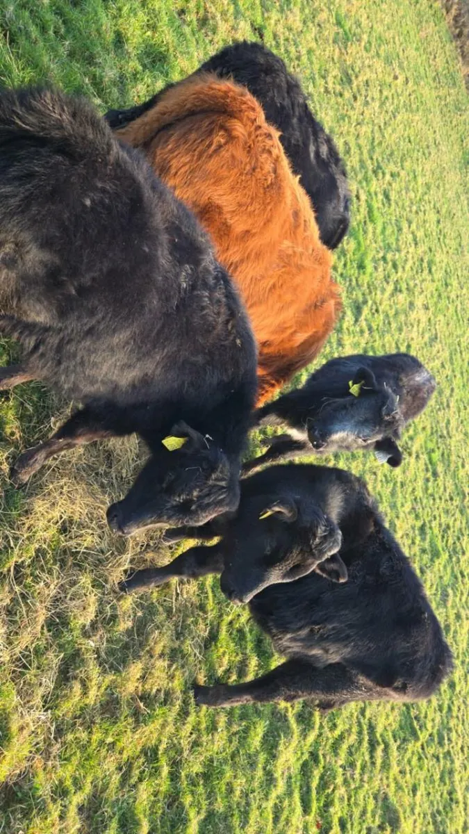 Weanling Bulls - Image 1