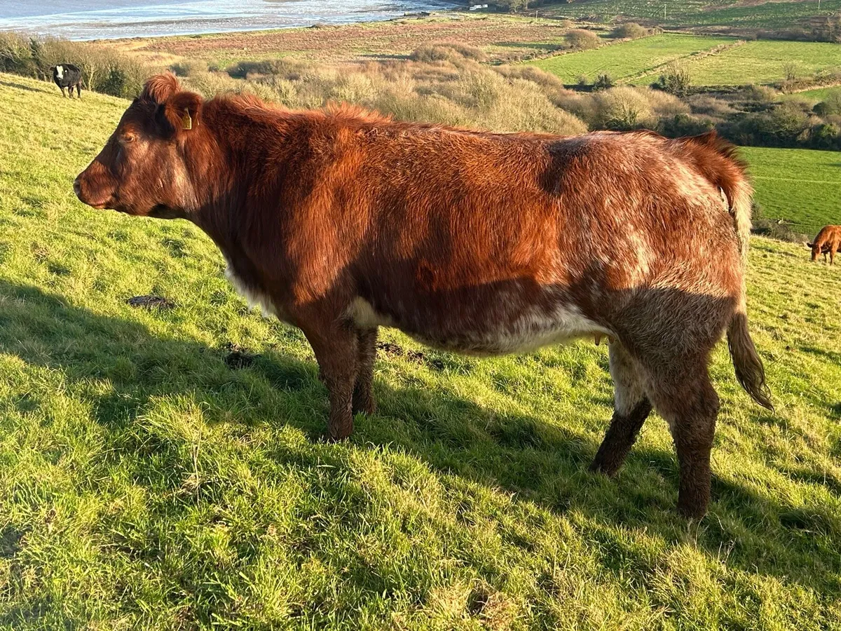 Smashing Roan Heifer in calf - Image 1