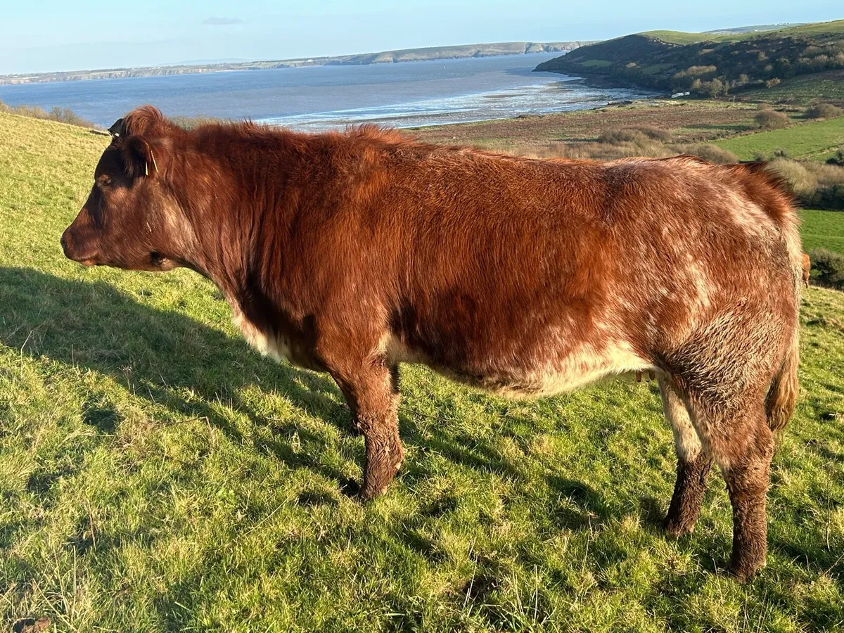 Smashing Roan Heifer in calf - Image 2