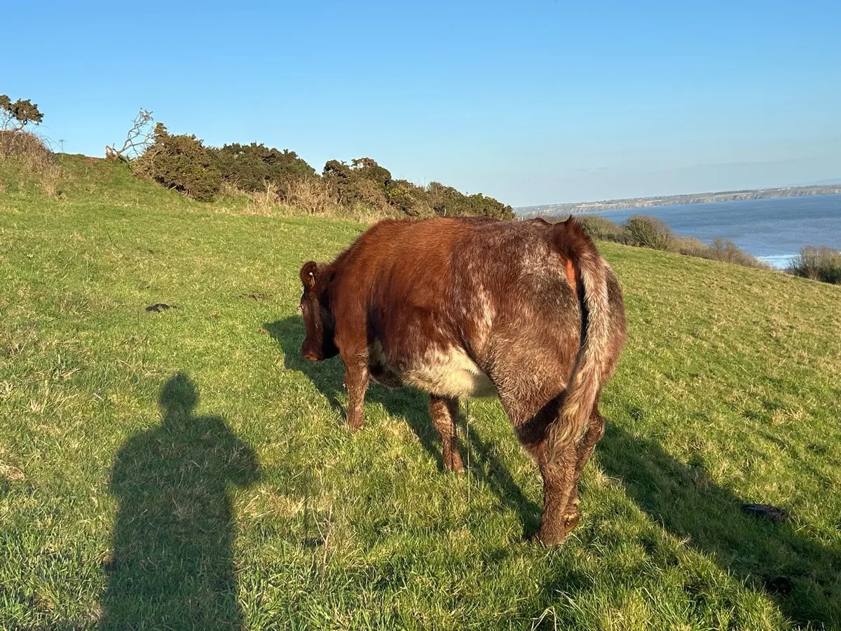 Smashing Roan Heifer in calf - Image 3