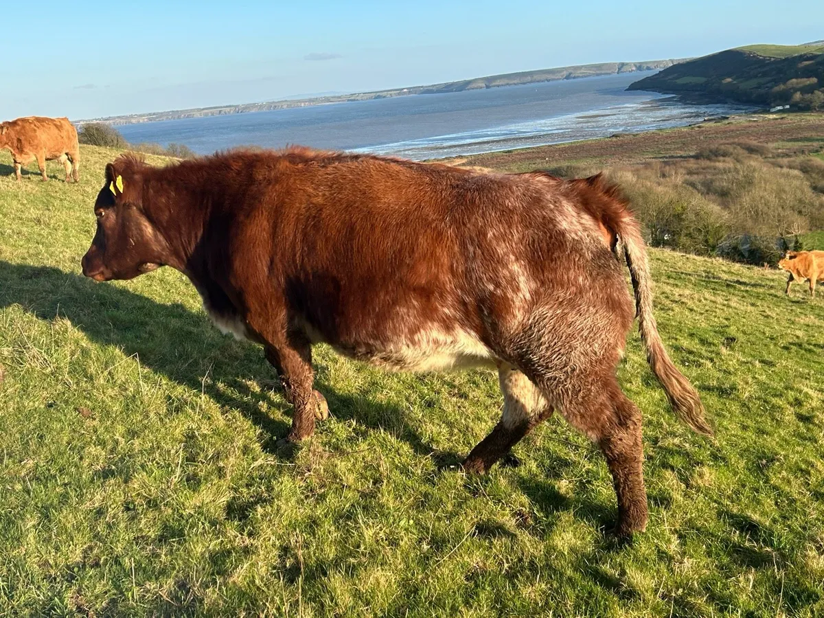 Smashing Roan Heifer in calf - Image 4