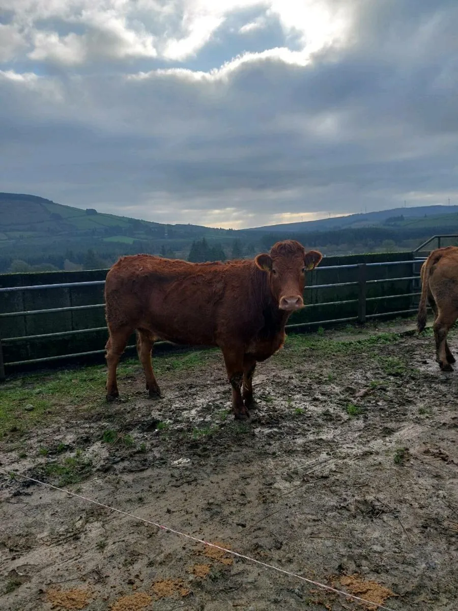 Limousin Suckler cows for Newport Mart 27th Dec - Image 1