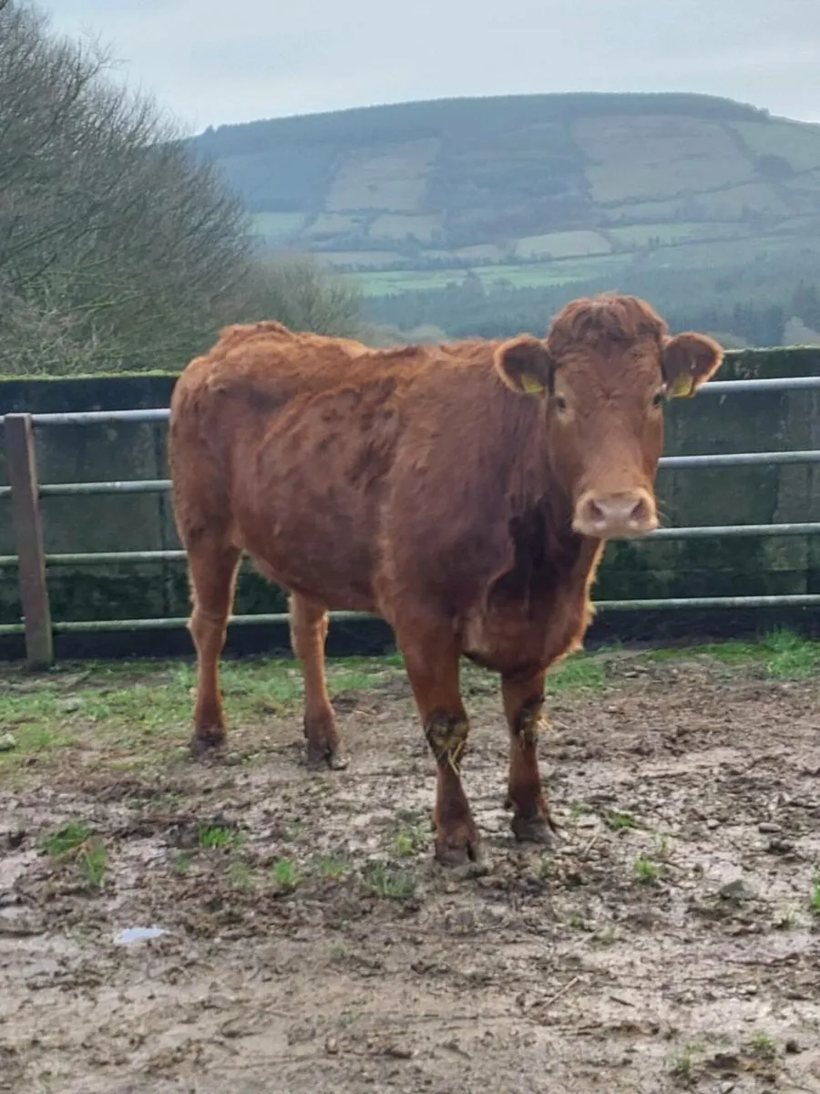 Limousin Suckler cows for Newport Mart 27th Dec - Image 2