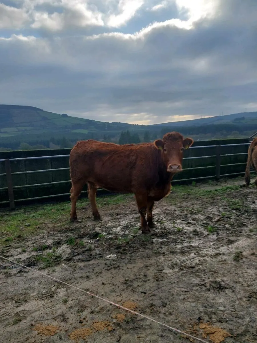 Limousin Suckler cows for Newport Mart 27th Dec - Image 3