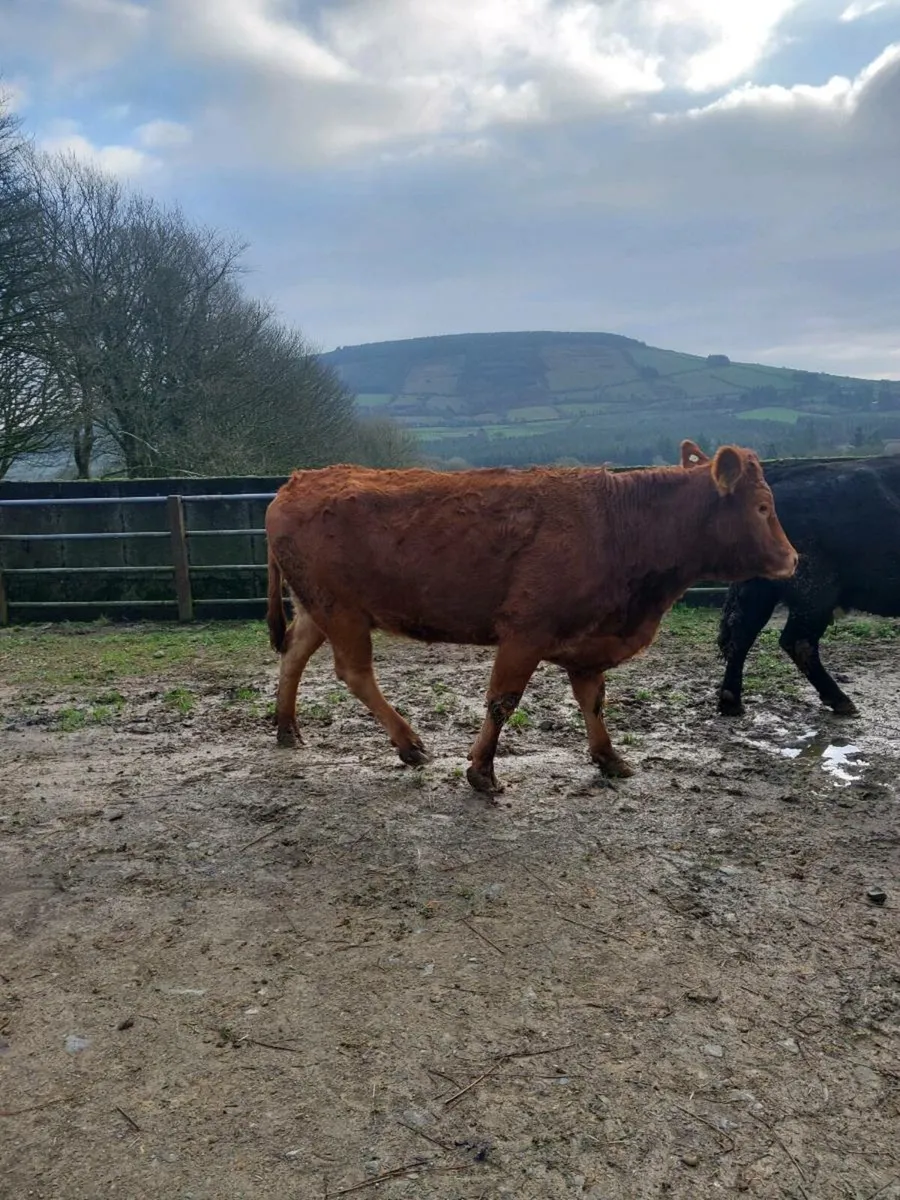 Limousin Suckler cows for Newport Mart 27th Dec - Image 4