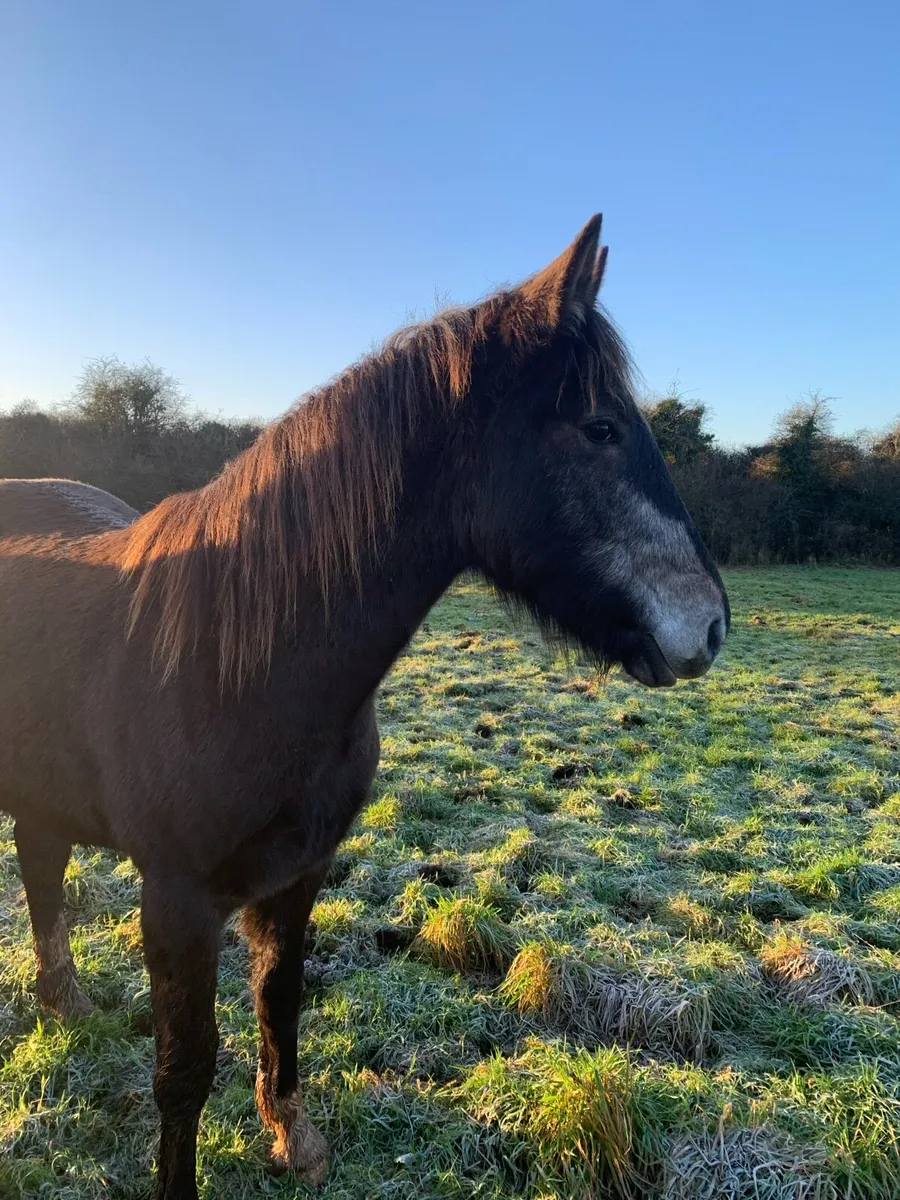 RID gelding Grey - Image 1