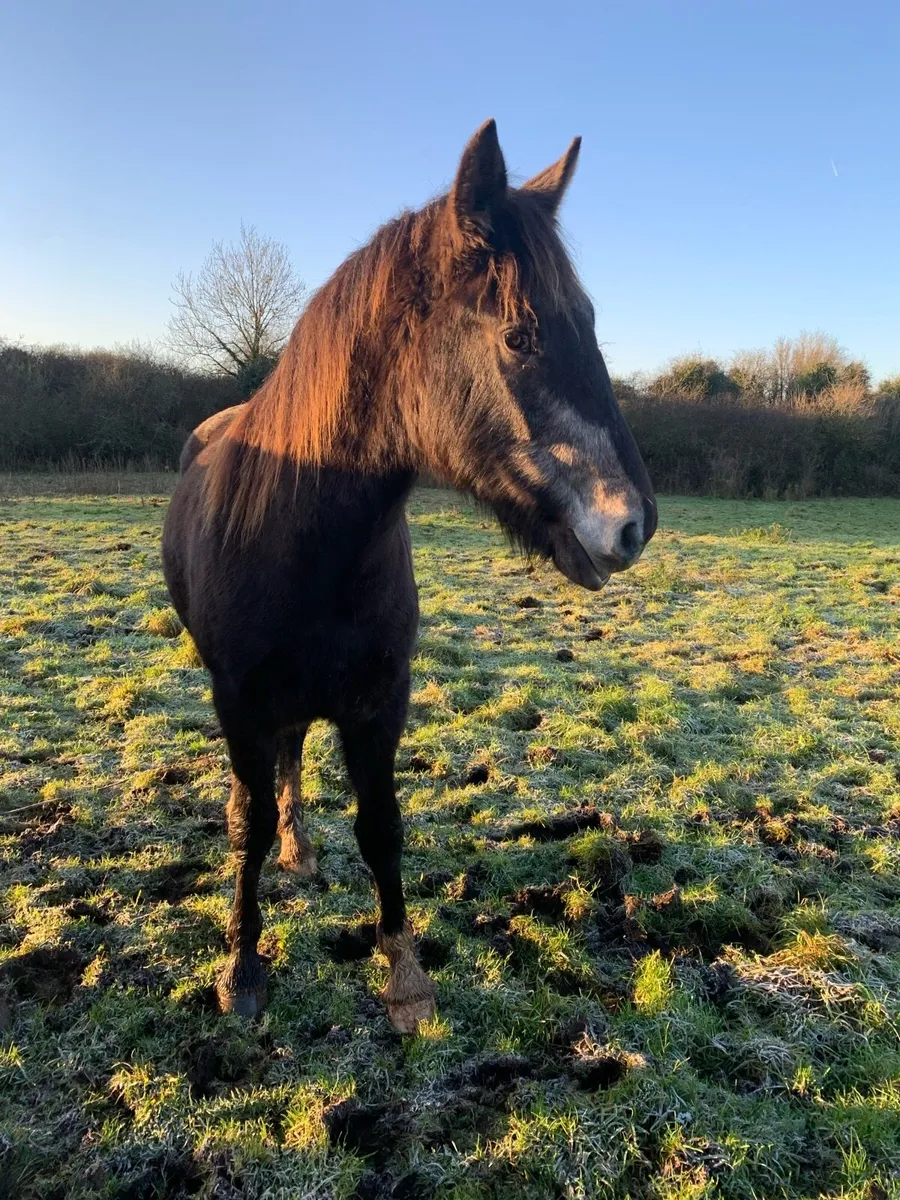 RID gelding Grey - Image 2