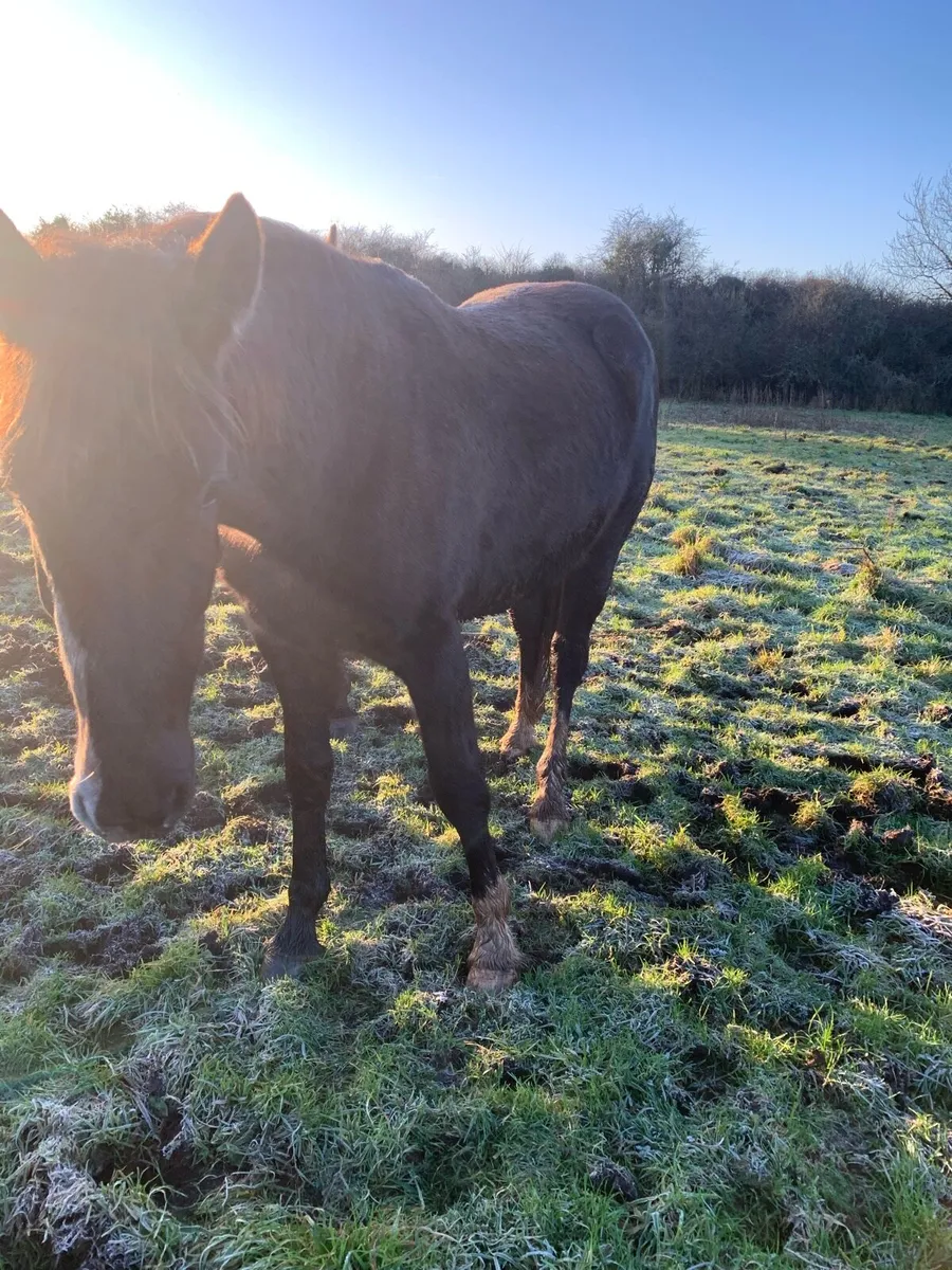 RID gelding Grey - Image 3