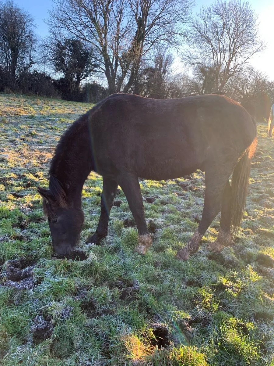RID gelding Grey - Image 4