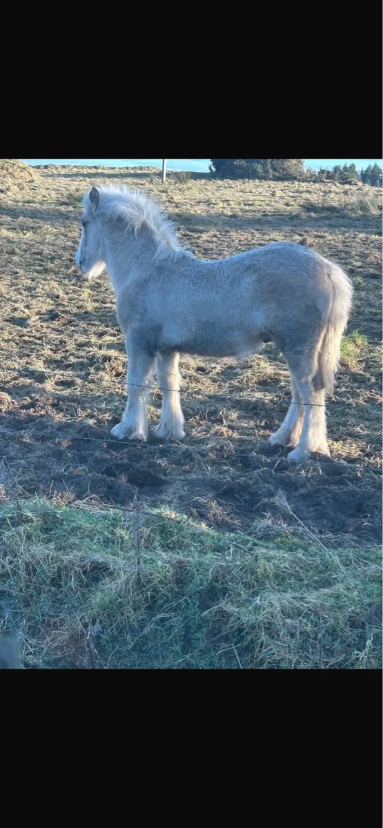 Cob foal - Image 1