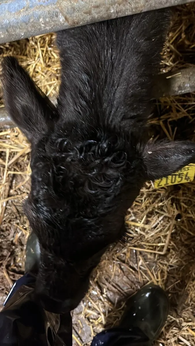 Angus calves for sale - Image 2