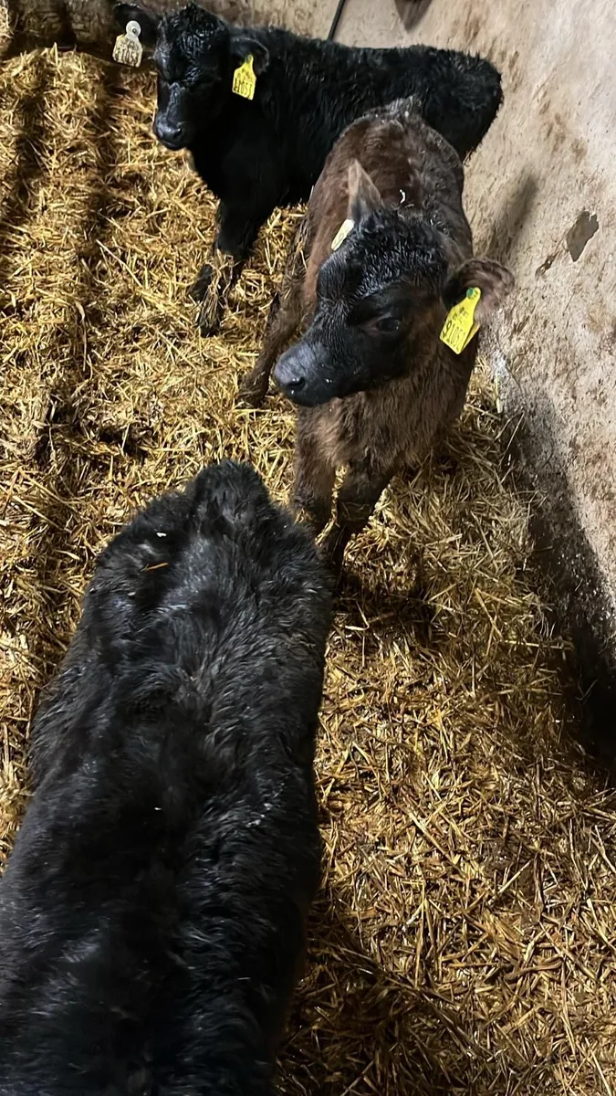 Angus calves for sale - Image 3