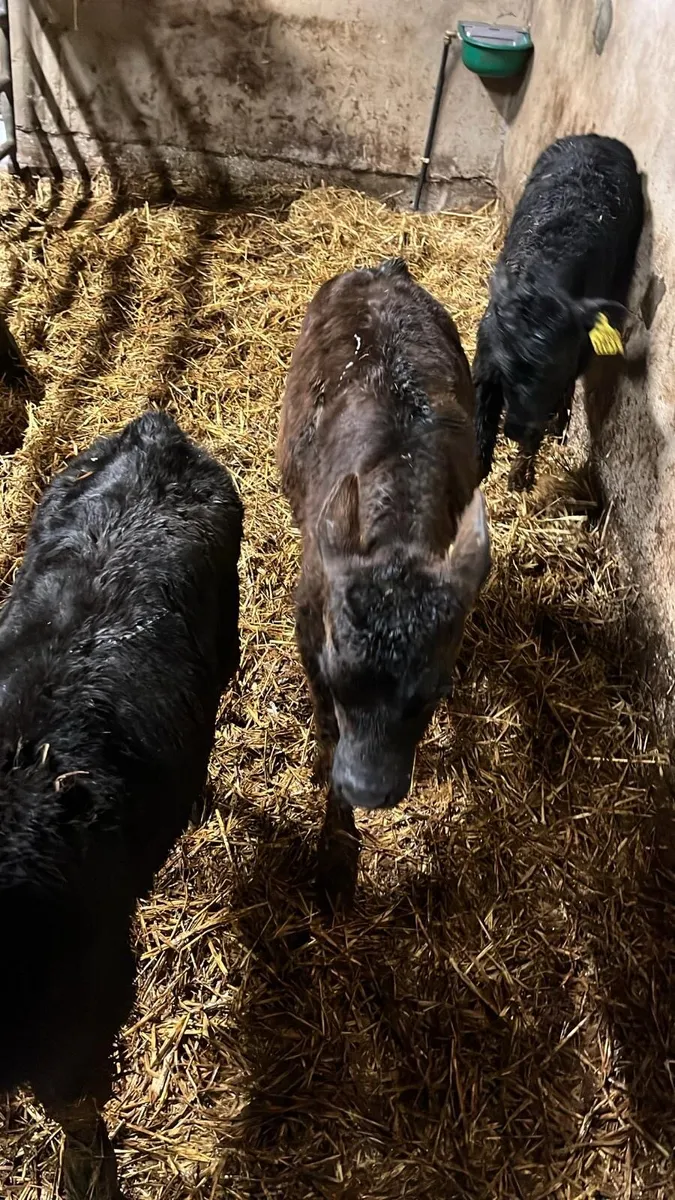 Angus calves for sale - Image 1