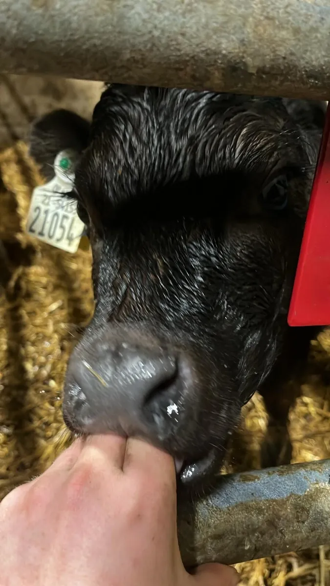 Angus calves for sale - Image 4