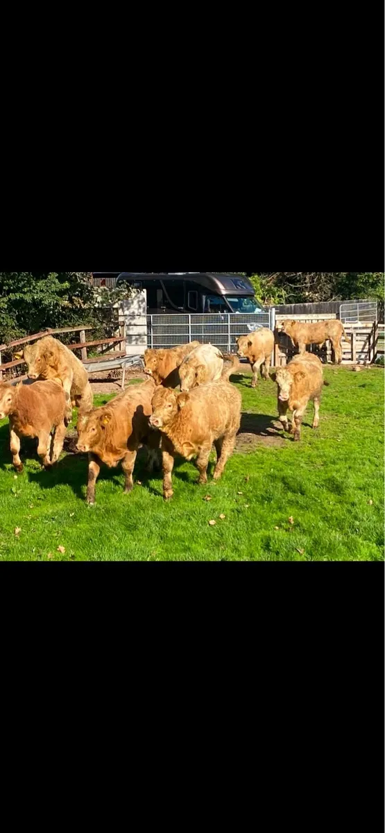 Happy Christmas from Lissava Livestock - Image 1