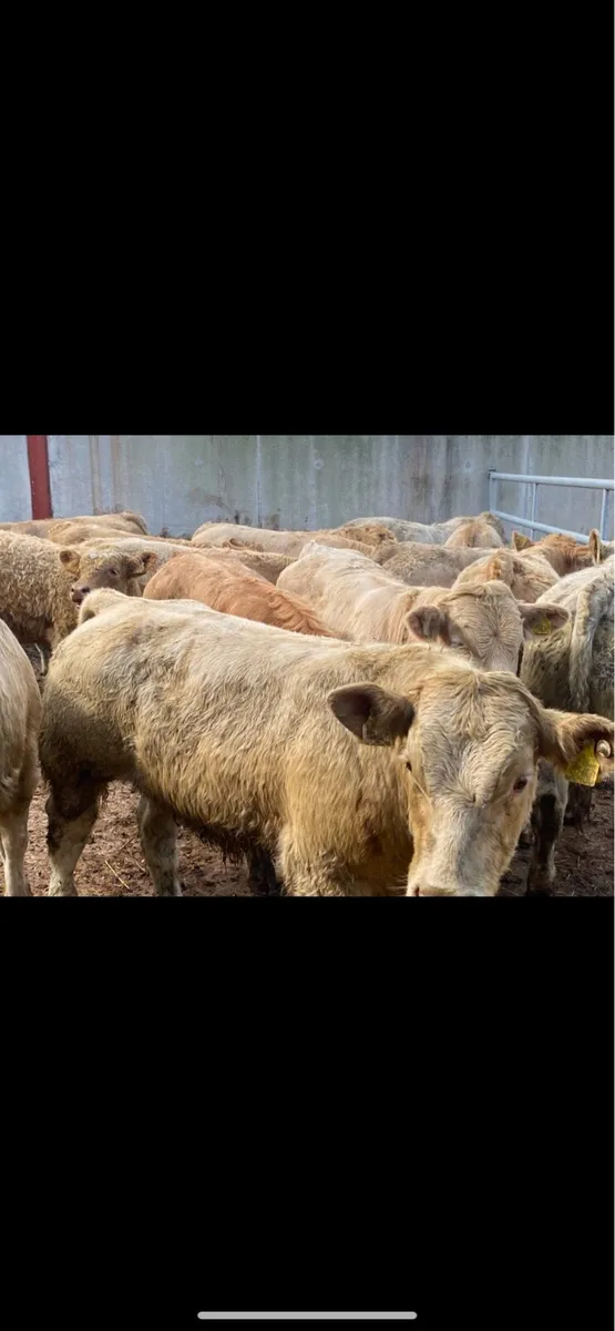 Happy Christmas from Lissava Livestock - Image 2