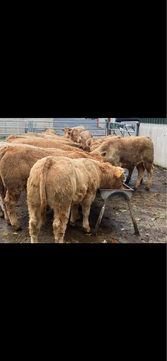 Happy Christmas from Lissava Livestock - Image 3