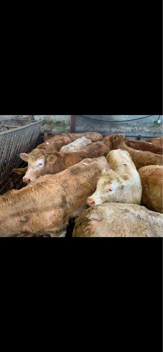 Happy Christmas from Lissava Livestock - Image 4