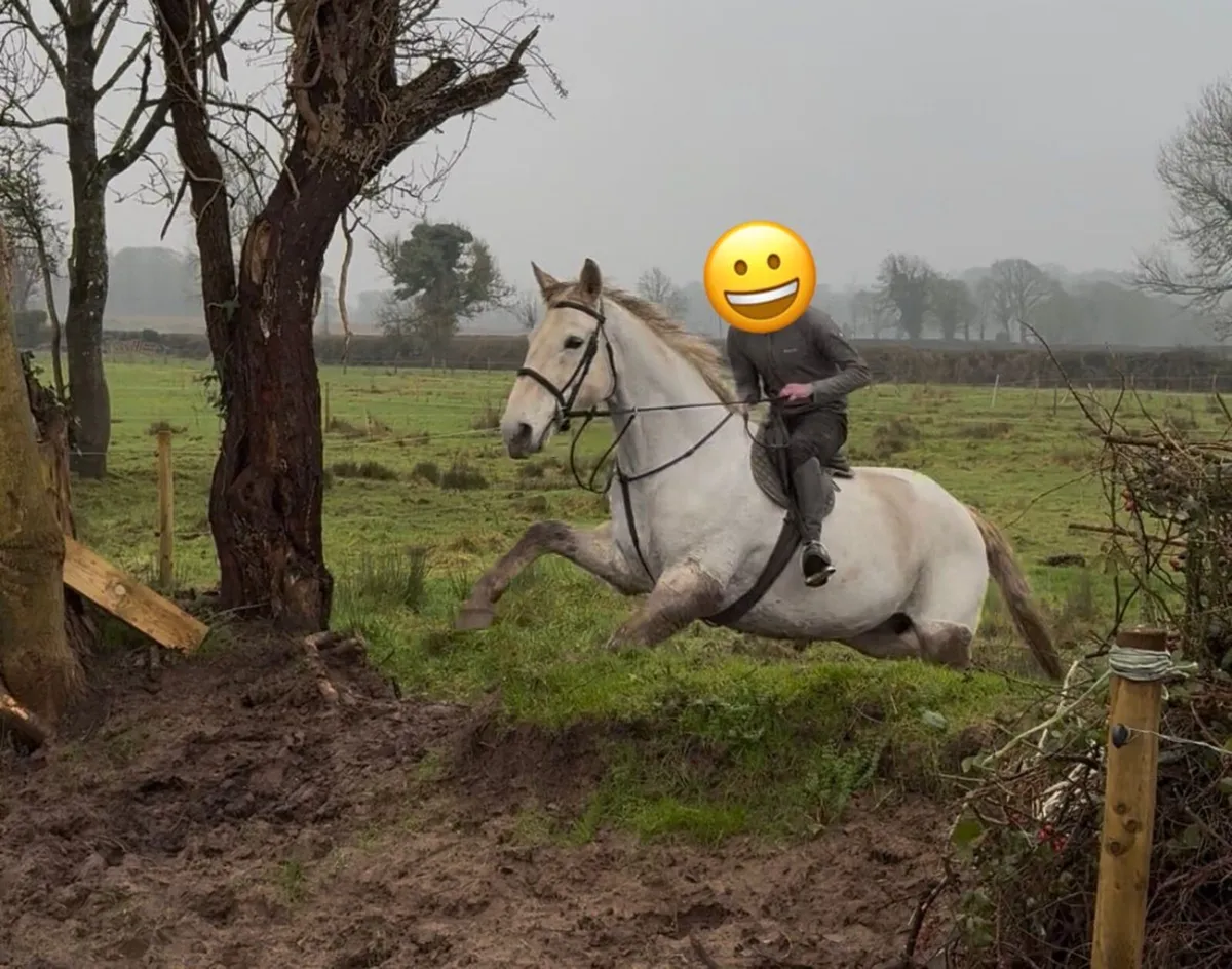 Irish Draught type, 17.1HH - Image 1