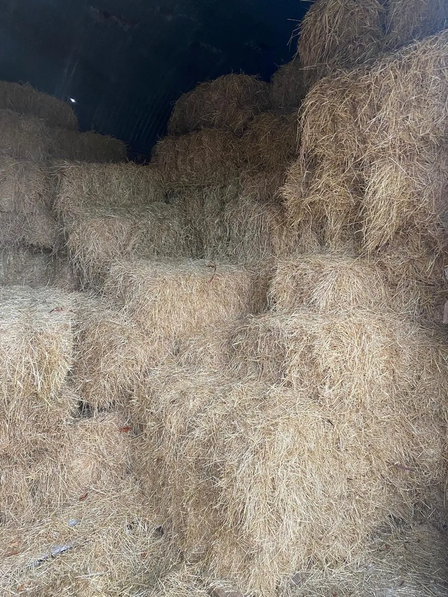 Hay - Image 4