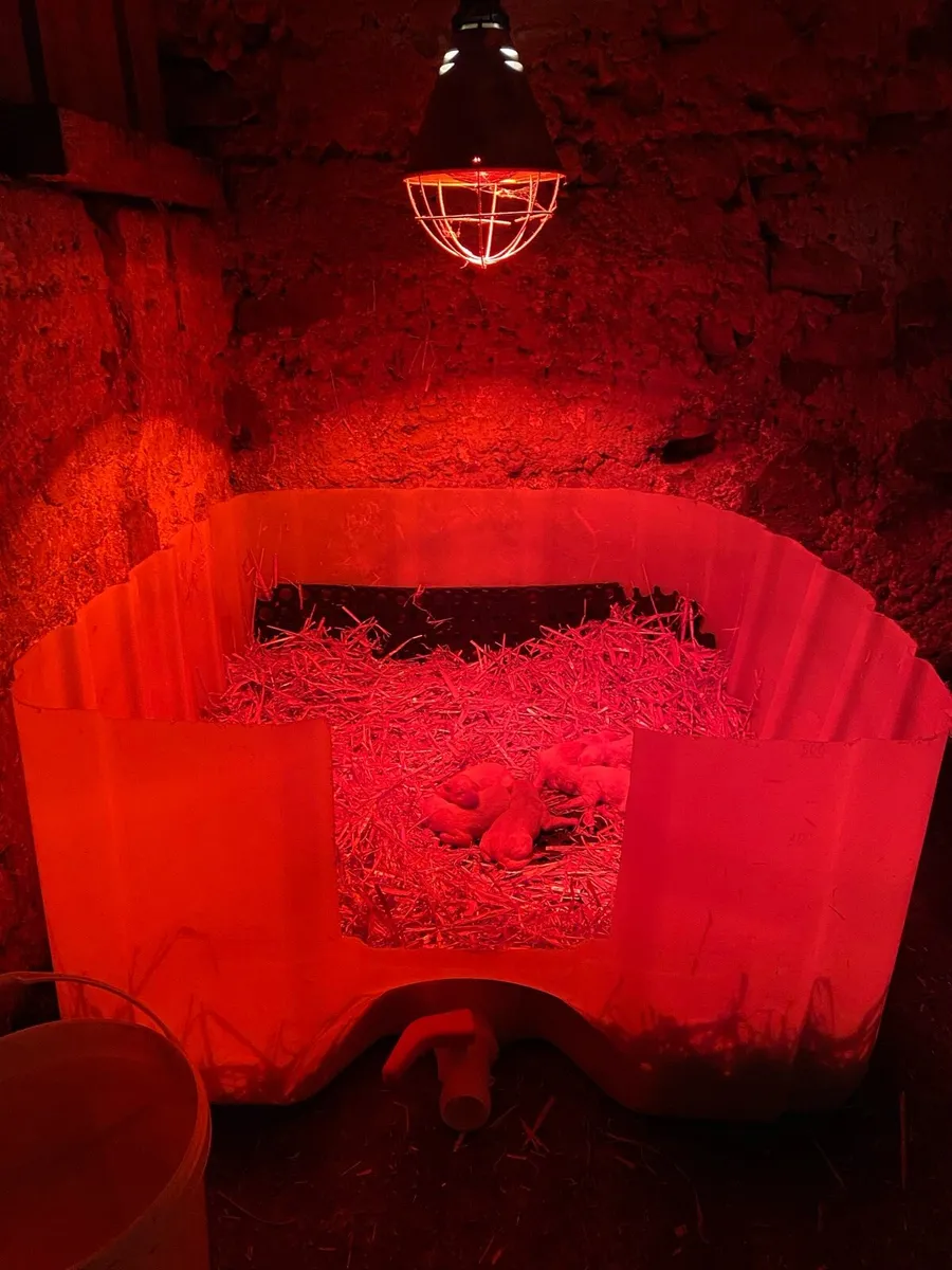 Whelping Box / Dog Bed / Kennel - Image 1