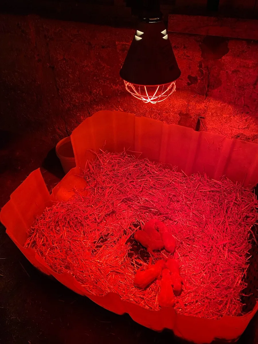 Whelping Box / Dog Bed / Kennel - Image 2