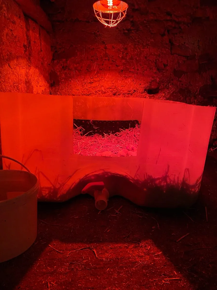 Whelping Box / Dog Bed / Kennel - Image 3