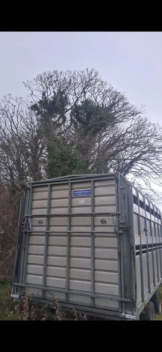 Ifor williams body - Image 4