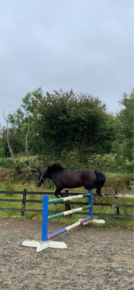 Connemara mare super jump - Image 1