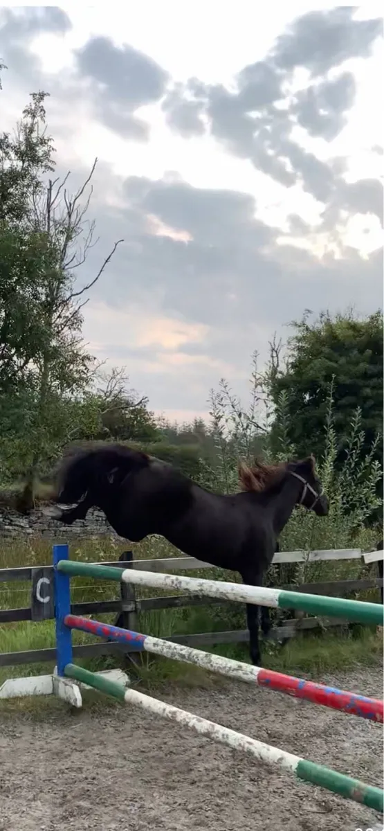 Connemara mare super jump - Image 2