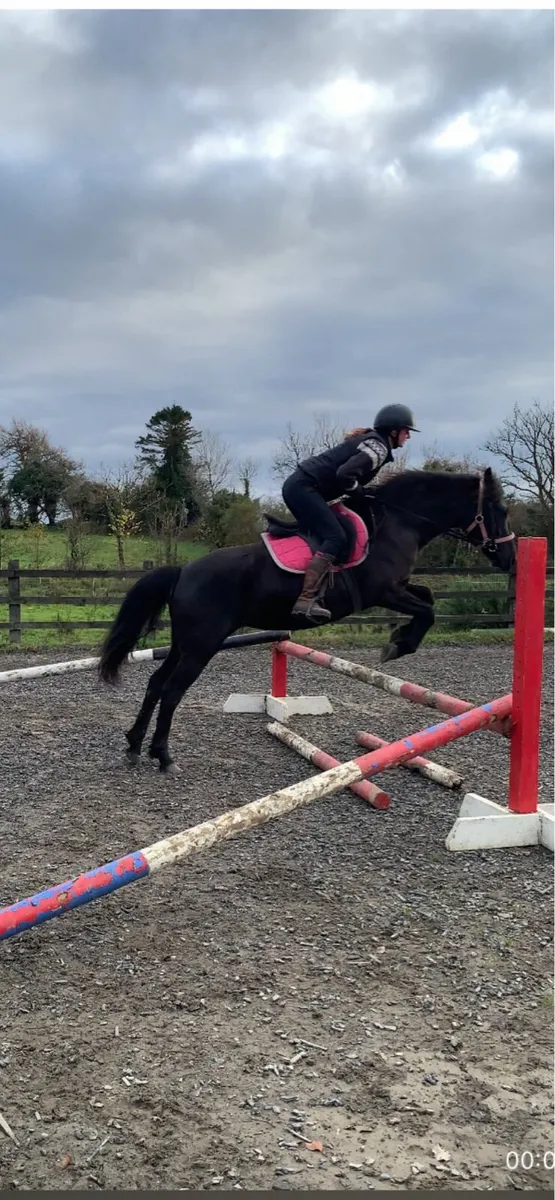 Connemara mare super jump - Image 3