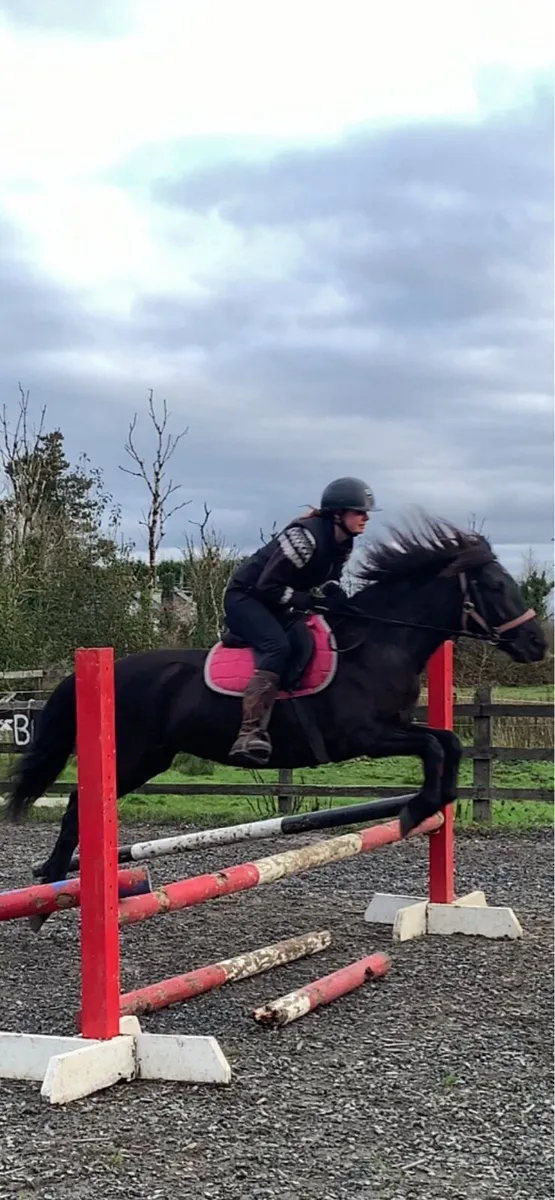 Connemara mare super jump - Image 4