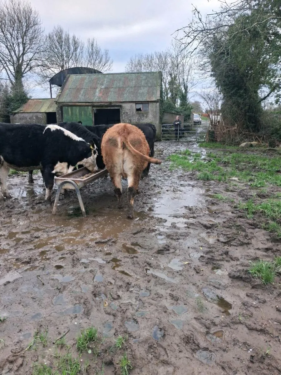 INCALF HEIFERS - Image 1