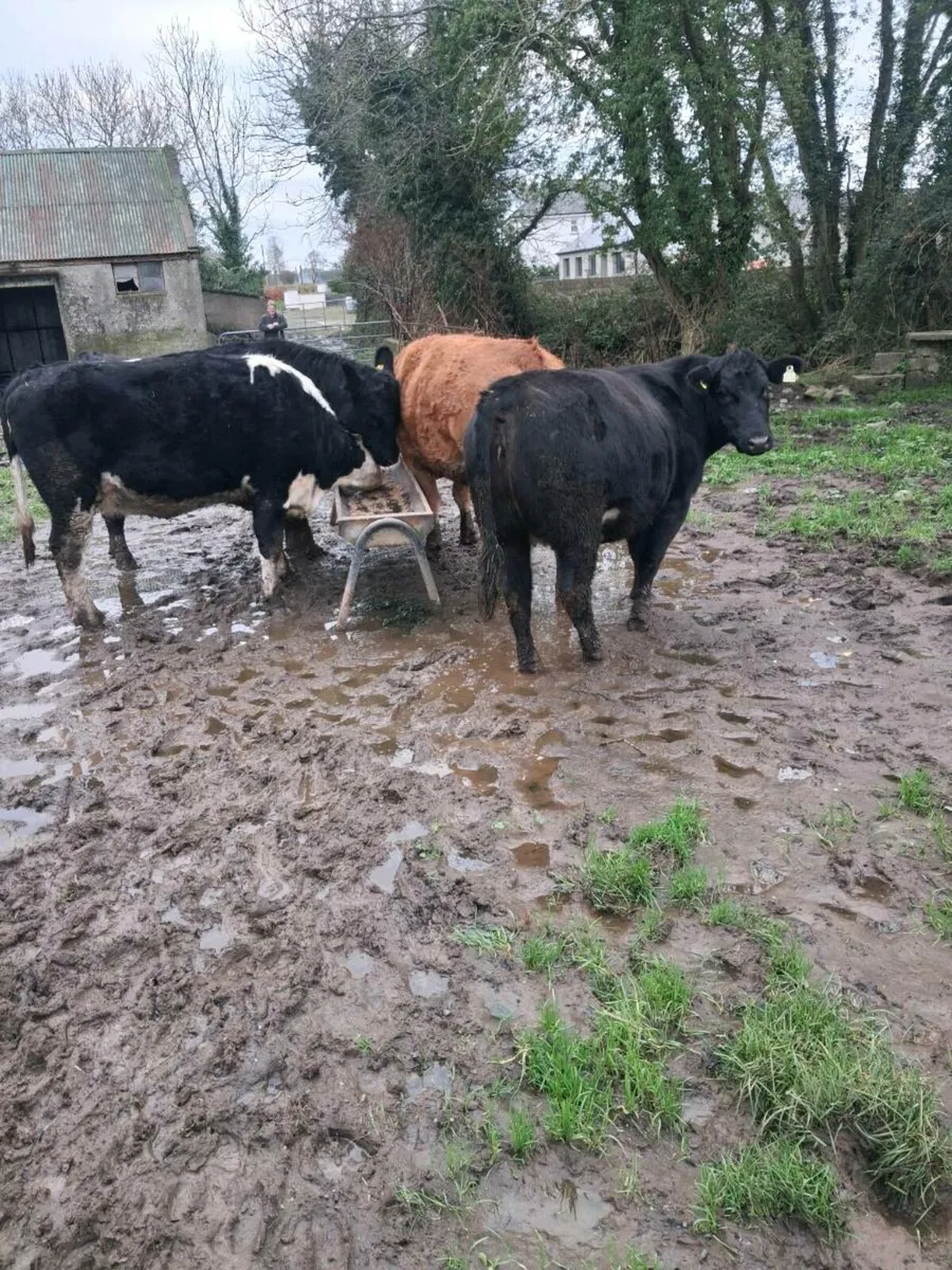 INCALF HEIFERS - Image 2