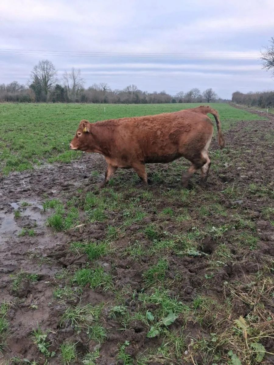INCALF HEIFERS - Image 3