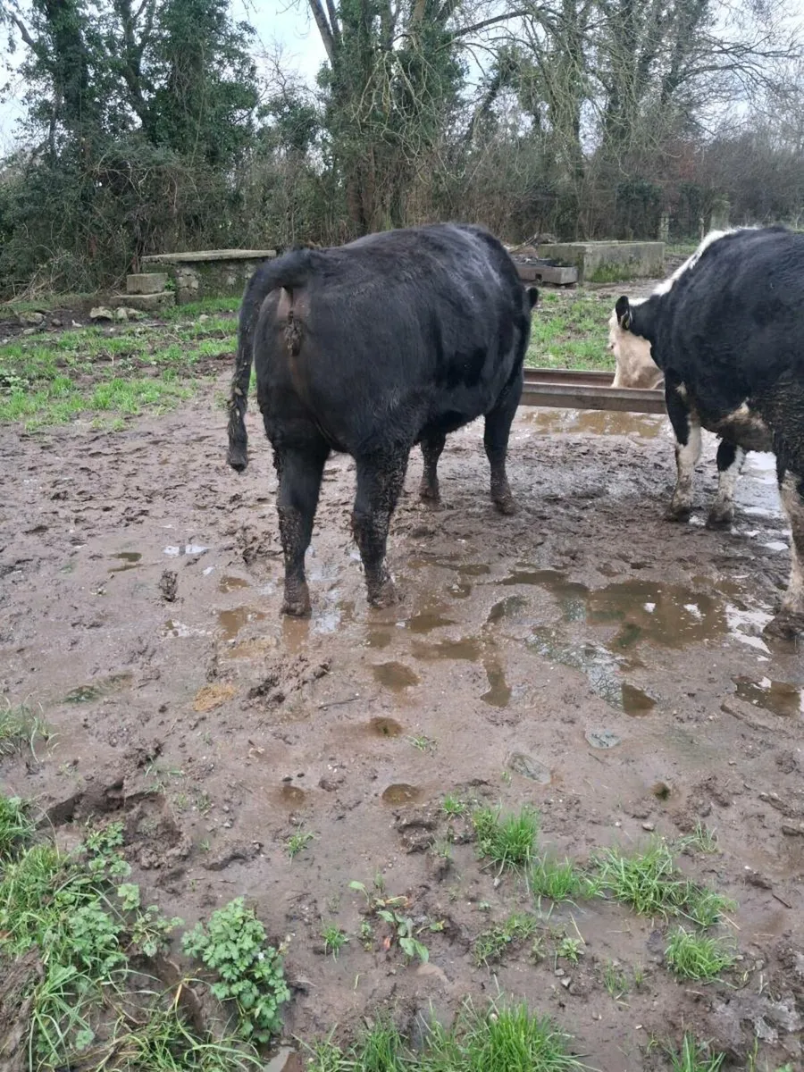 INCALF HEIFERS - Image 4