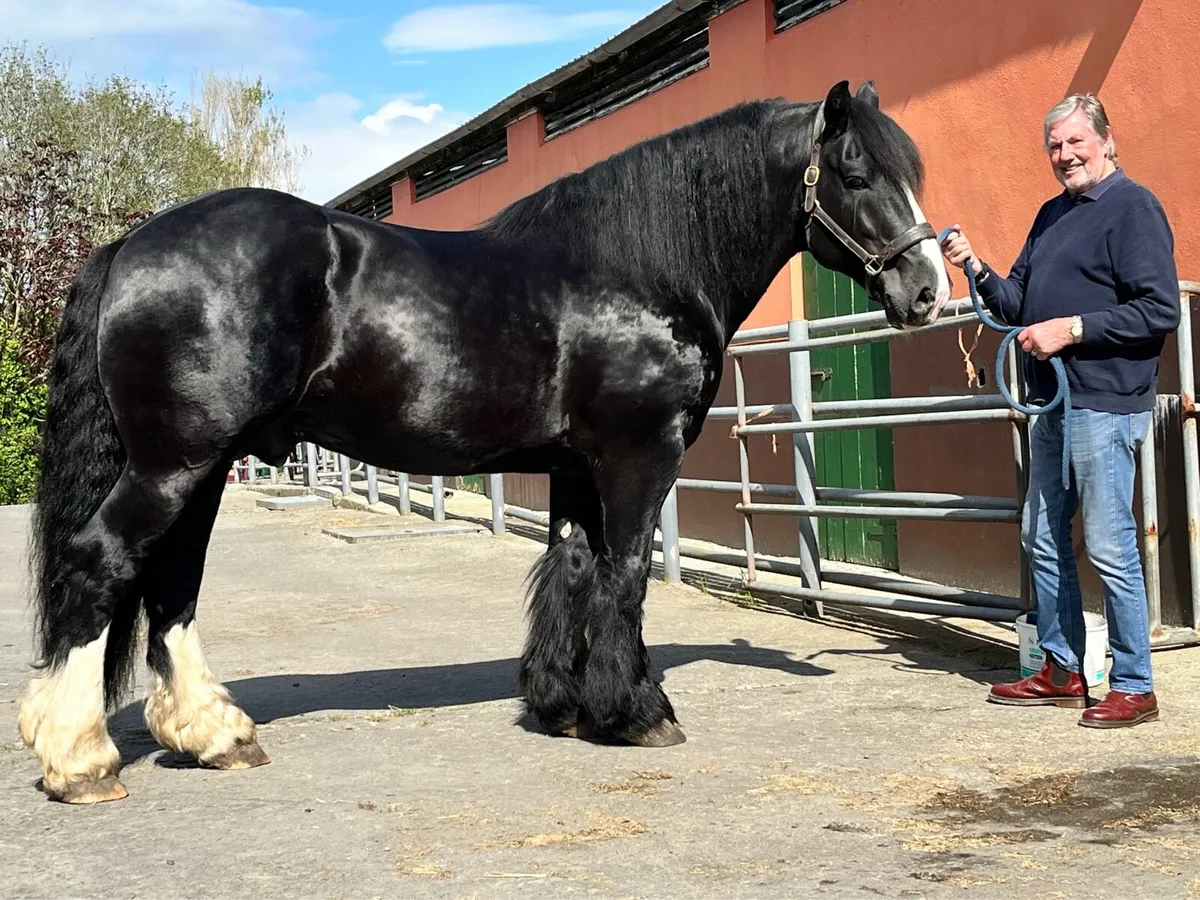⚡️16hh Black Irish Cob Stallion at Stud⚡️ - Image 2