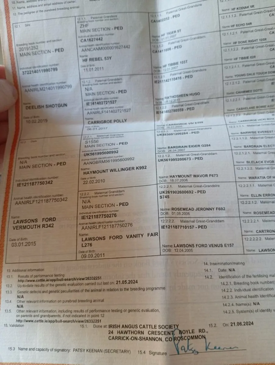 Purebred Registered Angus Bull - Image 2