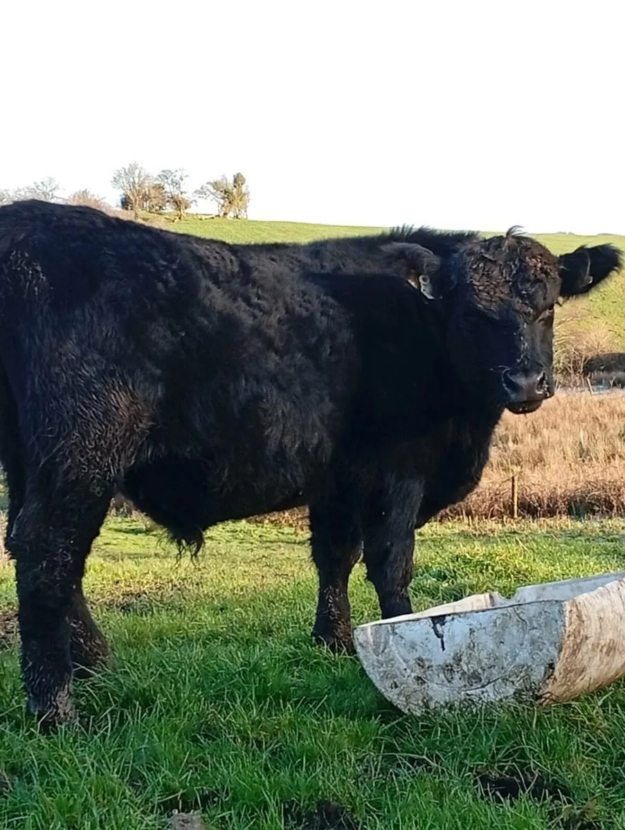 Purebred Registered Angus Bull - Image 1