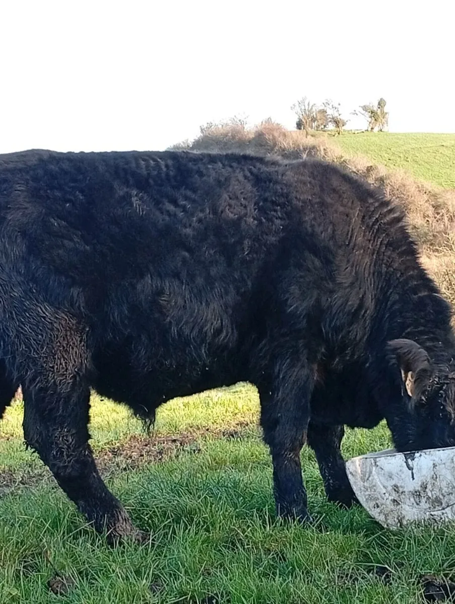 Purebred Registered Angus Bull - Image 3