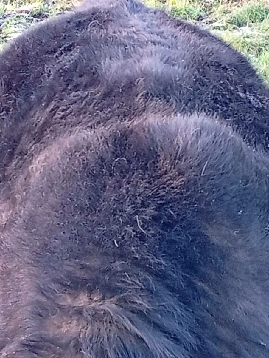 Purebred Registered Angus Bull - Image 4